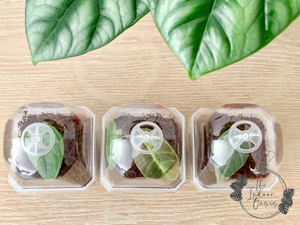 7cm Nursery Pot with Humidity Dome The Indoor Oasis NZ