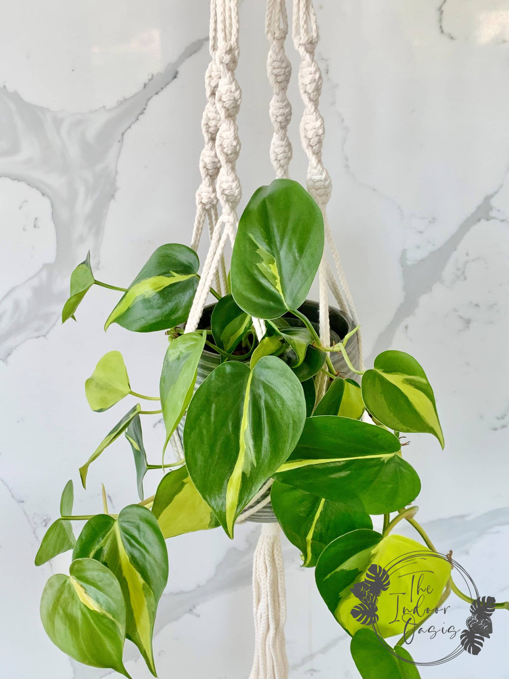 Philodendron Brasill in Twisted Macrame Plant Hanger The Indoor Oasis NZ 