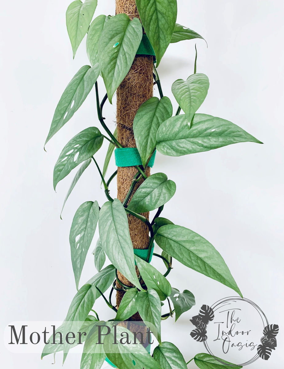 pothos plant philippines Cebu Blue Pothos cutting – The Indoor Oasis NZ