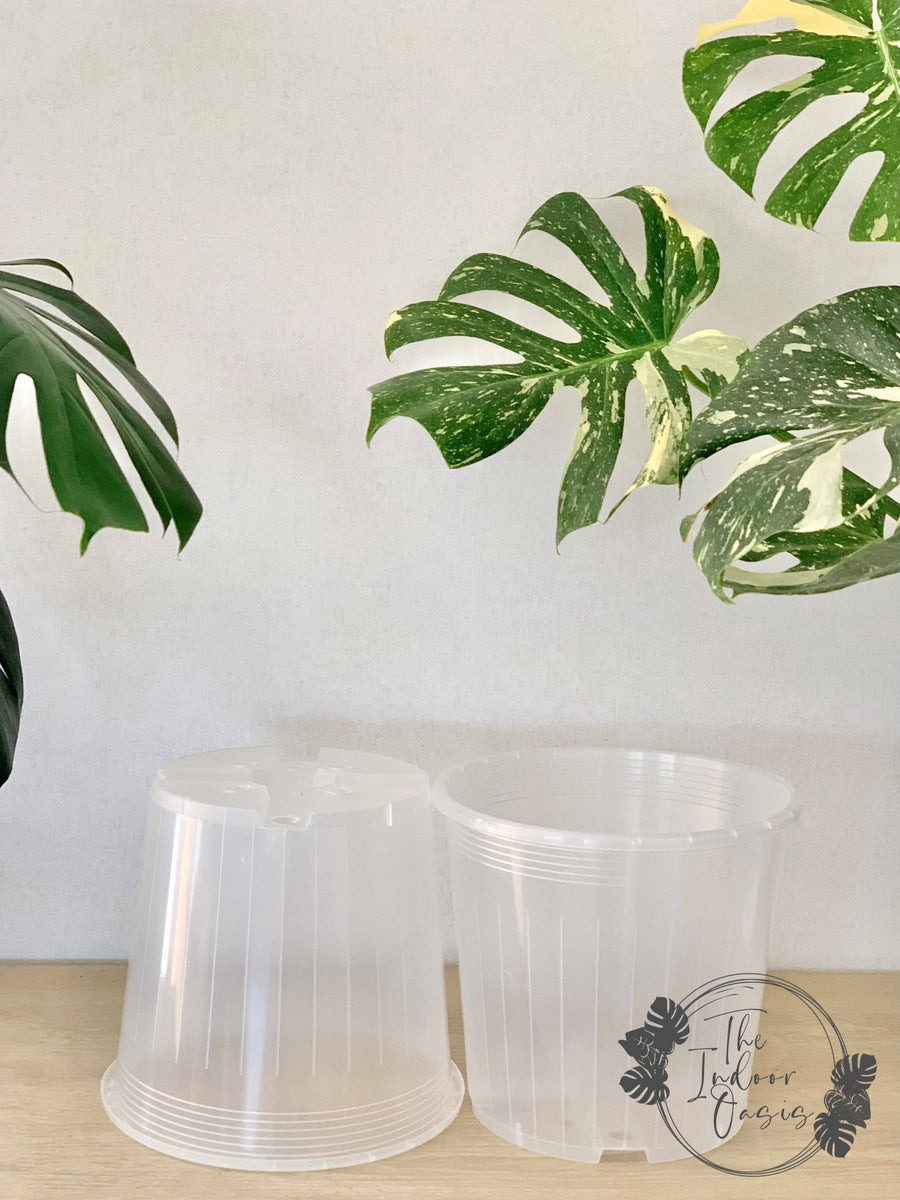 Clear Nursery Pot 23cm The Indoor Oasis NZ