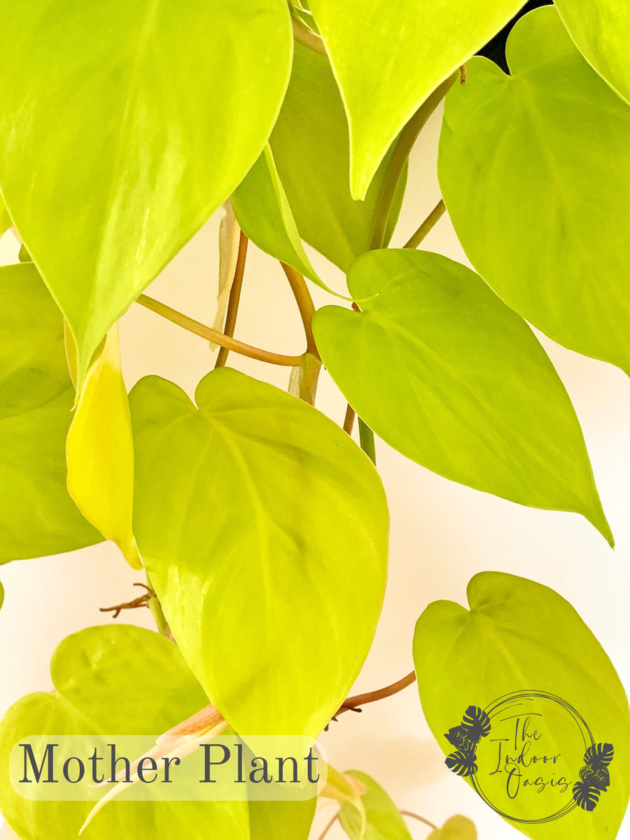 philodendron cordatum buy nz Philodendron Lemon Lime cutting – The Indoor Oasis NZ