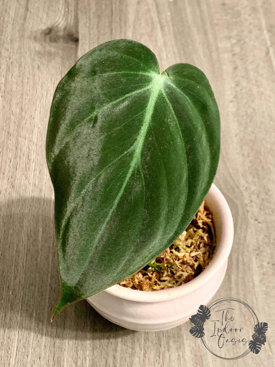 philodendron micans cutting Philodendron Micans cutting – The Indoor Oasis NZ