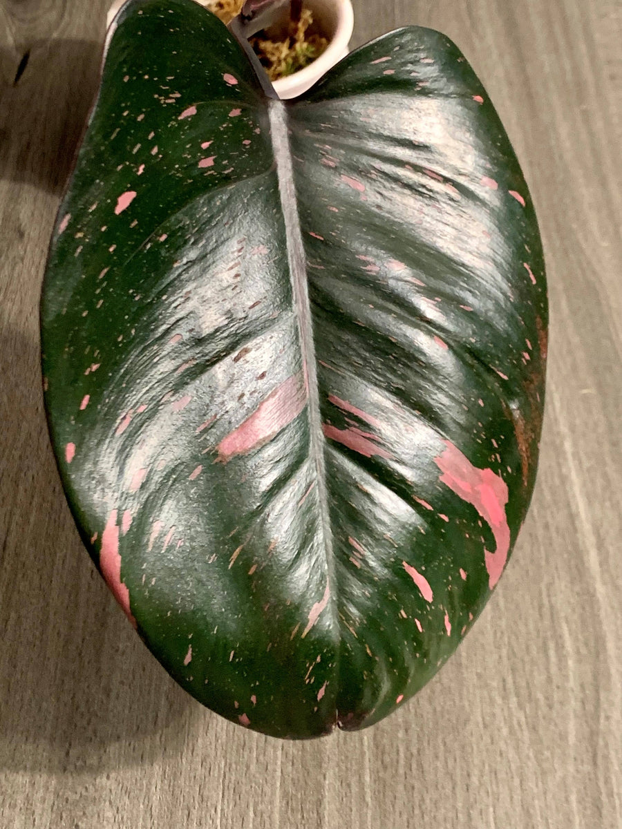 Philodendron Pink Princess cutting The Indoor Oasis NZ
