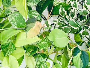Colourful display of different Pothos Plant varieties. Our Pothos cuttings collection available at The Indoor Oasis NZ