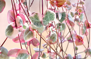 Variegated Chain of Hearts plant and cuttings available at The Indoor Oasis NZ