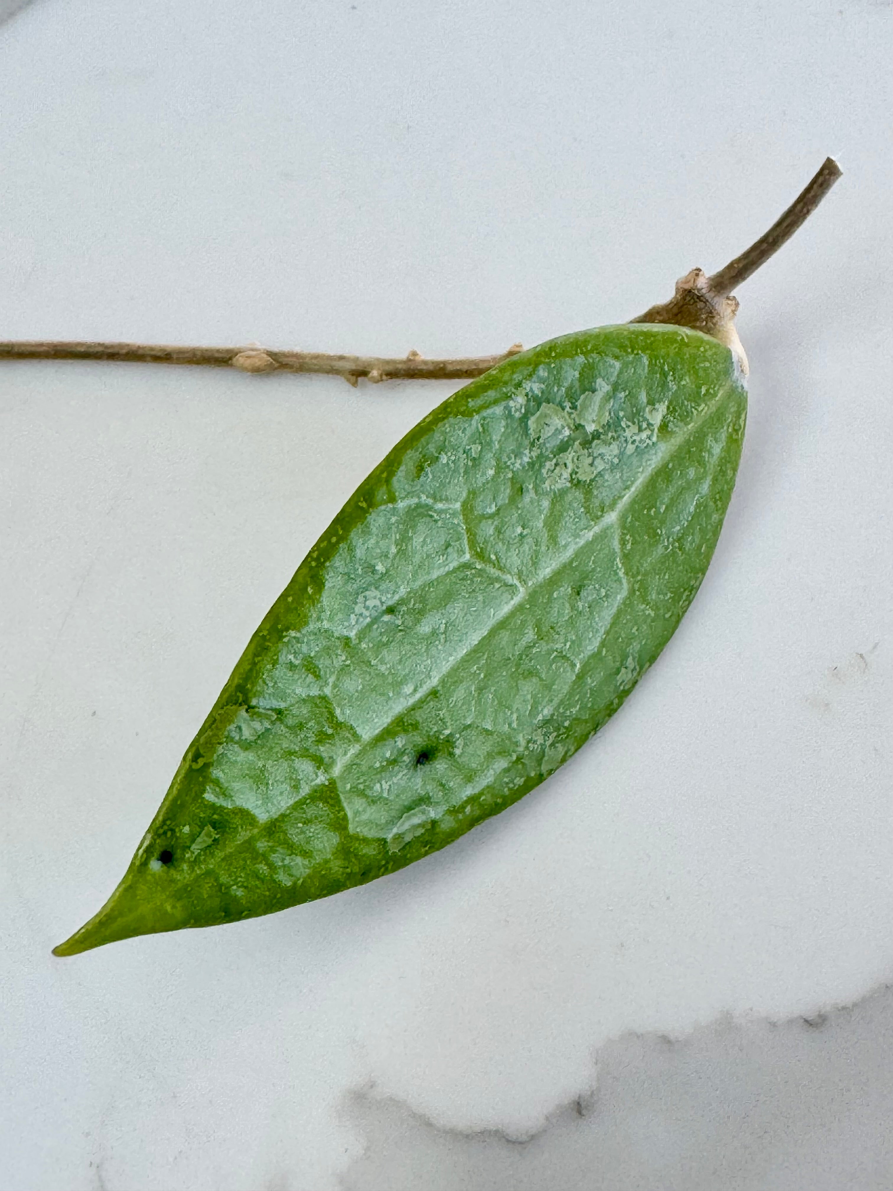 Hoya Verticillata (Hoya Acuta)