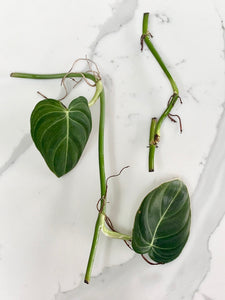 Philodendron Melanochrysum