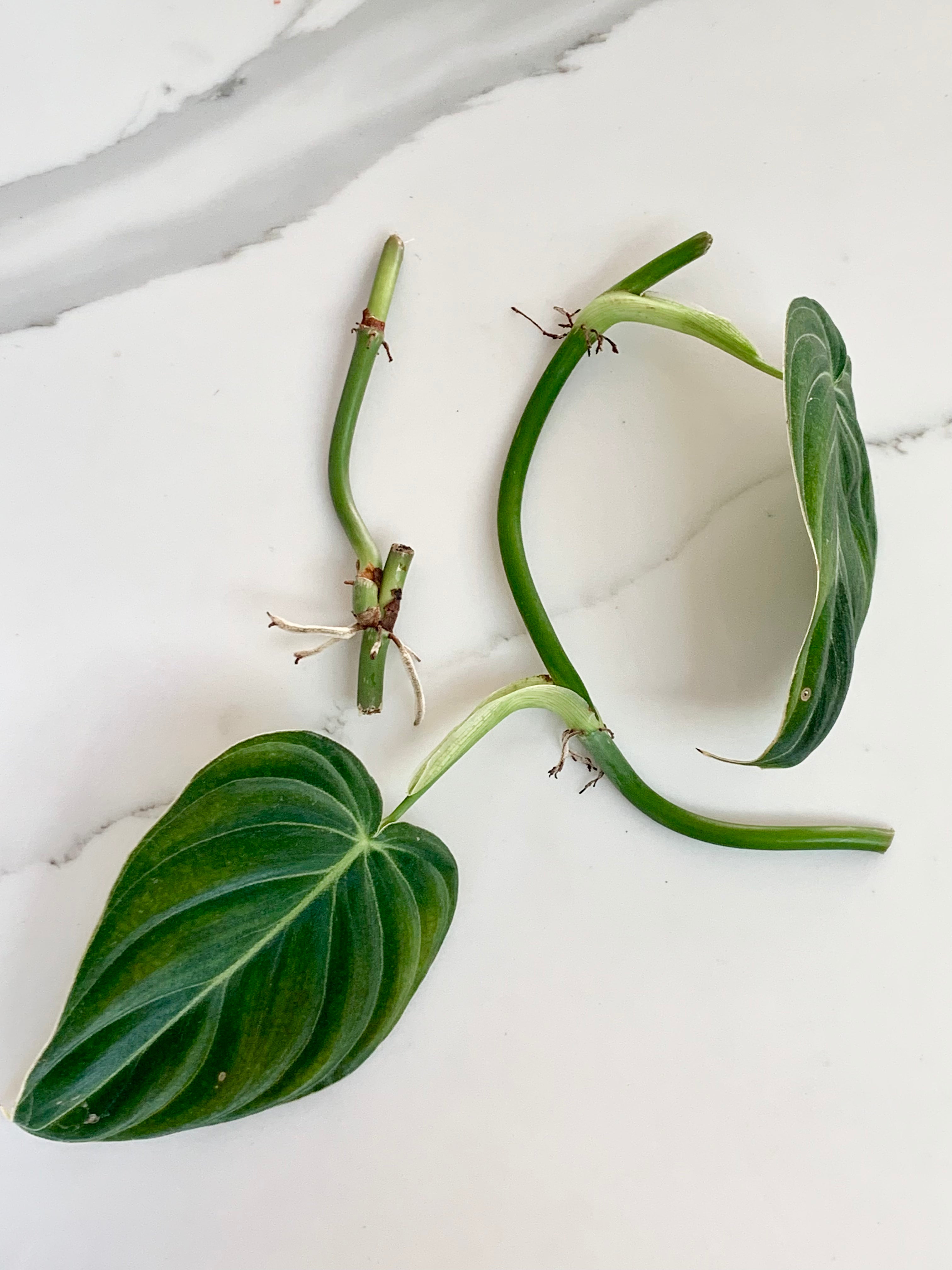 Philodendron Melanochrysum