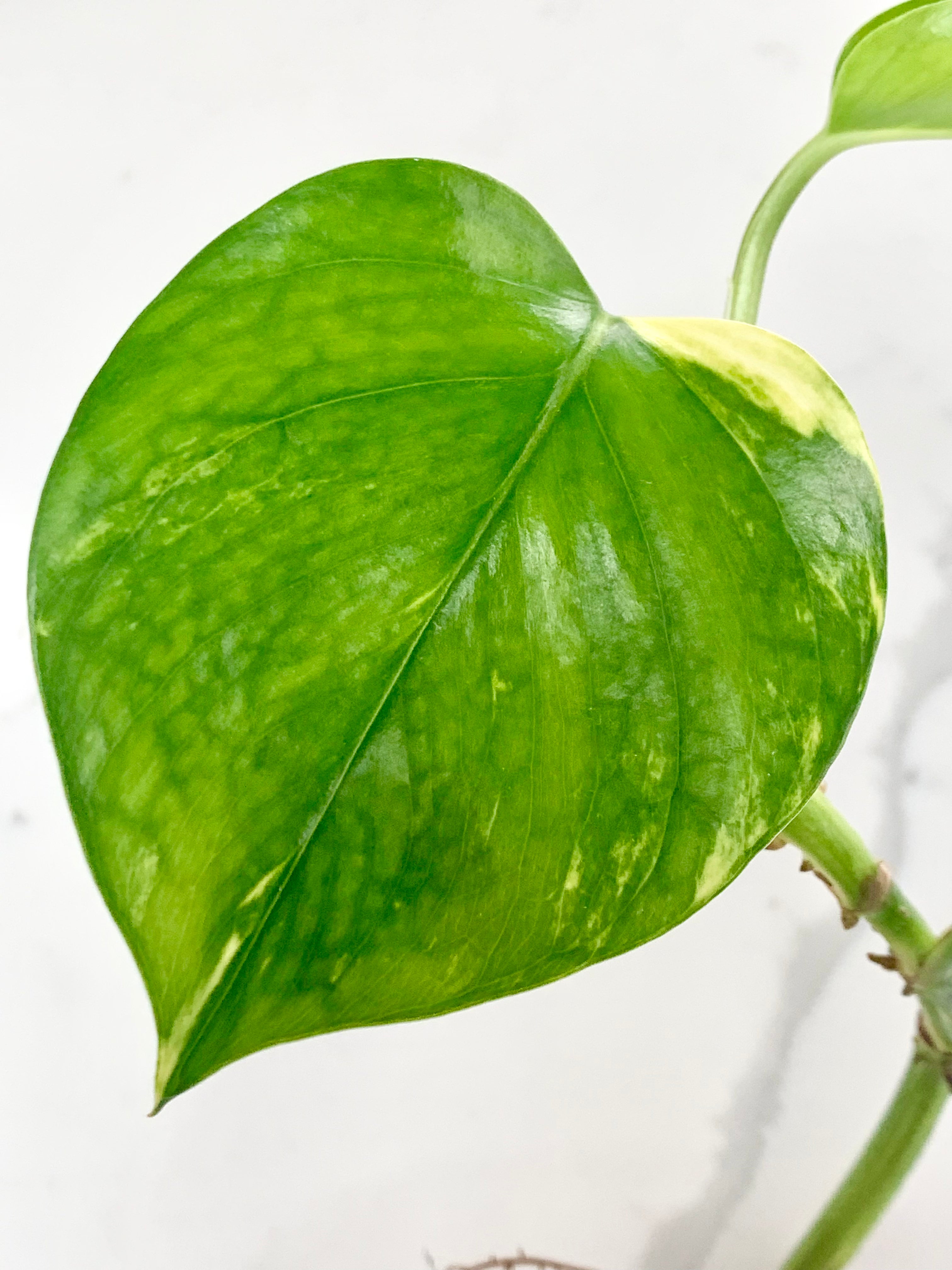 Golden Pothos