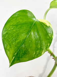 Golden Pothos