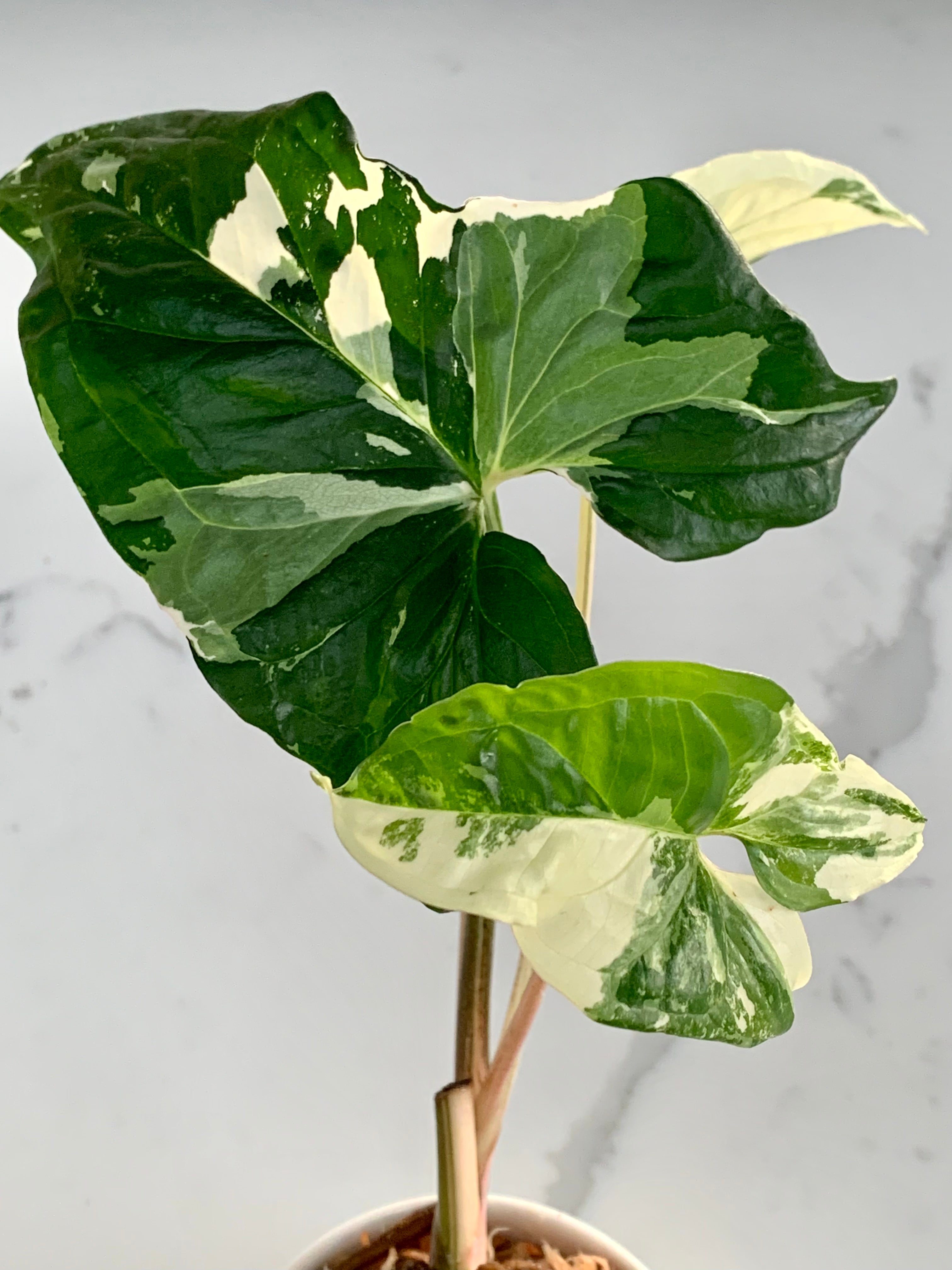 Syngonium Podophyllum - Albo