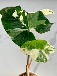 Syngonium Podophyllum - Albo