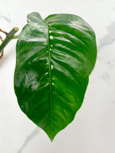 Epipremnum Pinnatum Albo