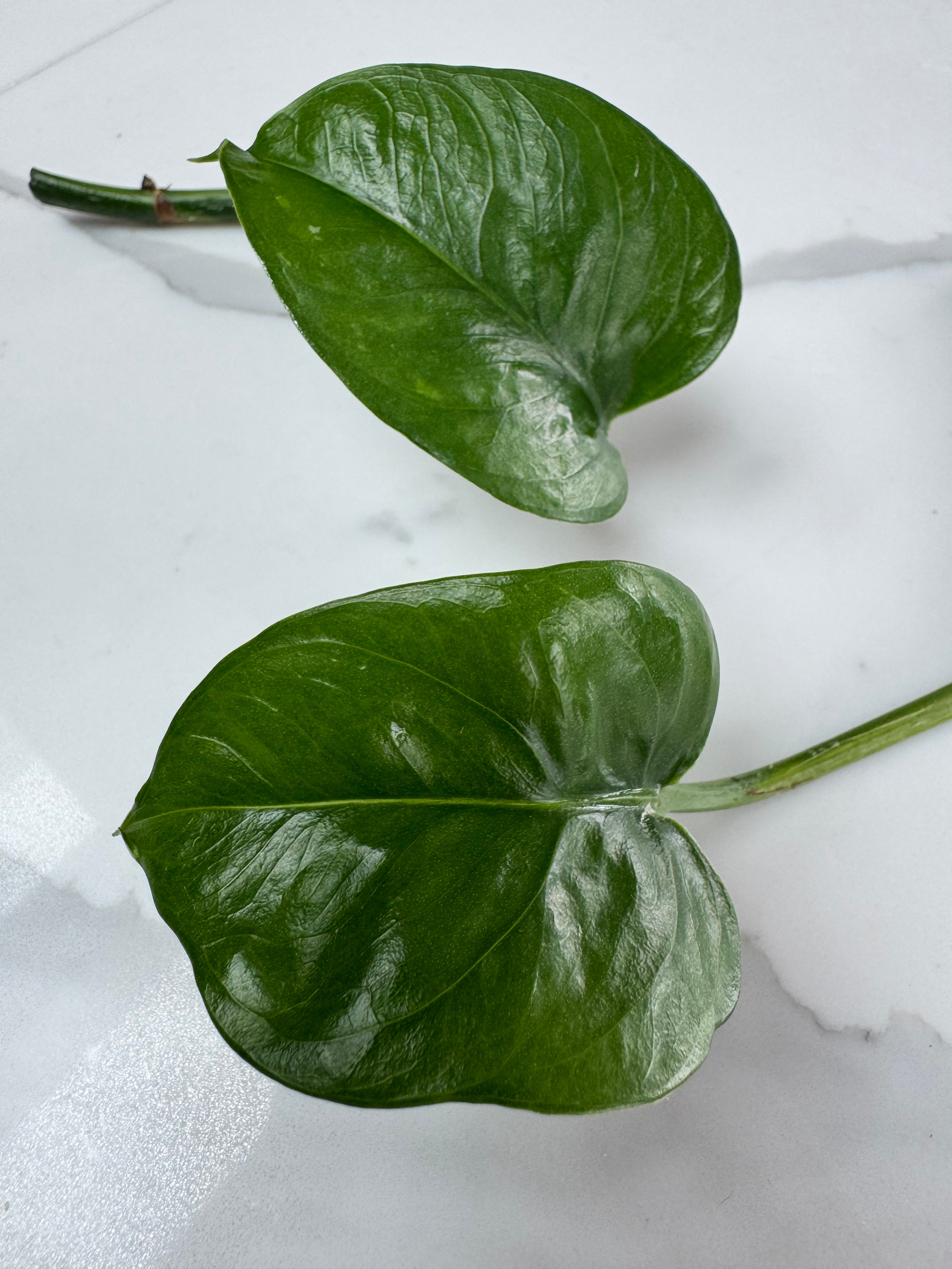 Green Emerald Pothos bundle