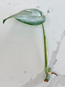 Variegated Monstera Borsigiana Albo