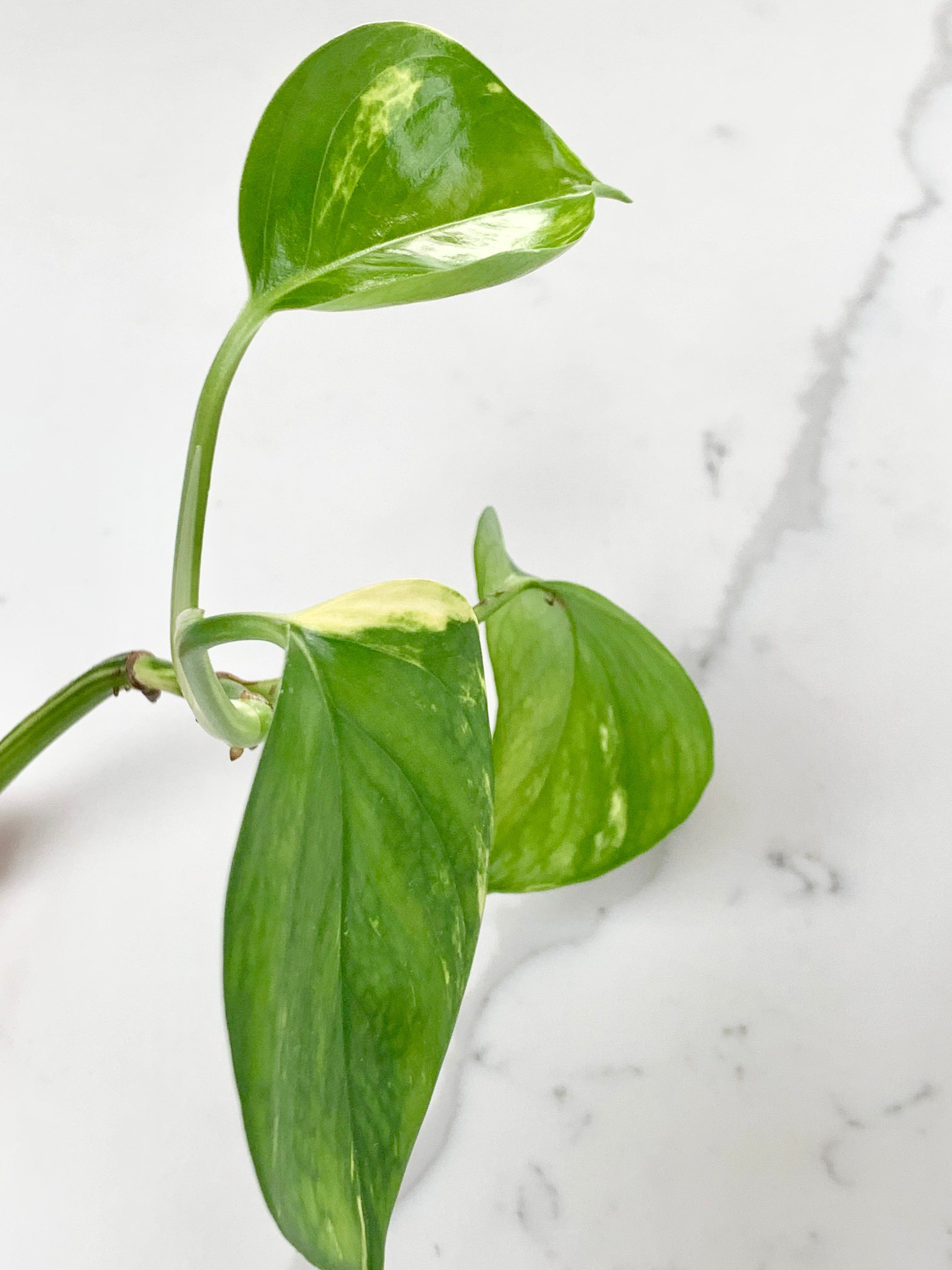 Golden Pothos