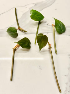Philodendron Heartleaf bundle