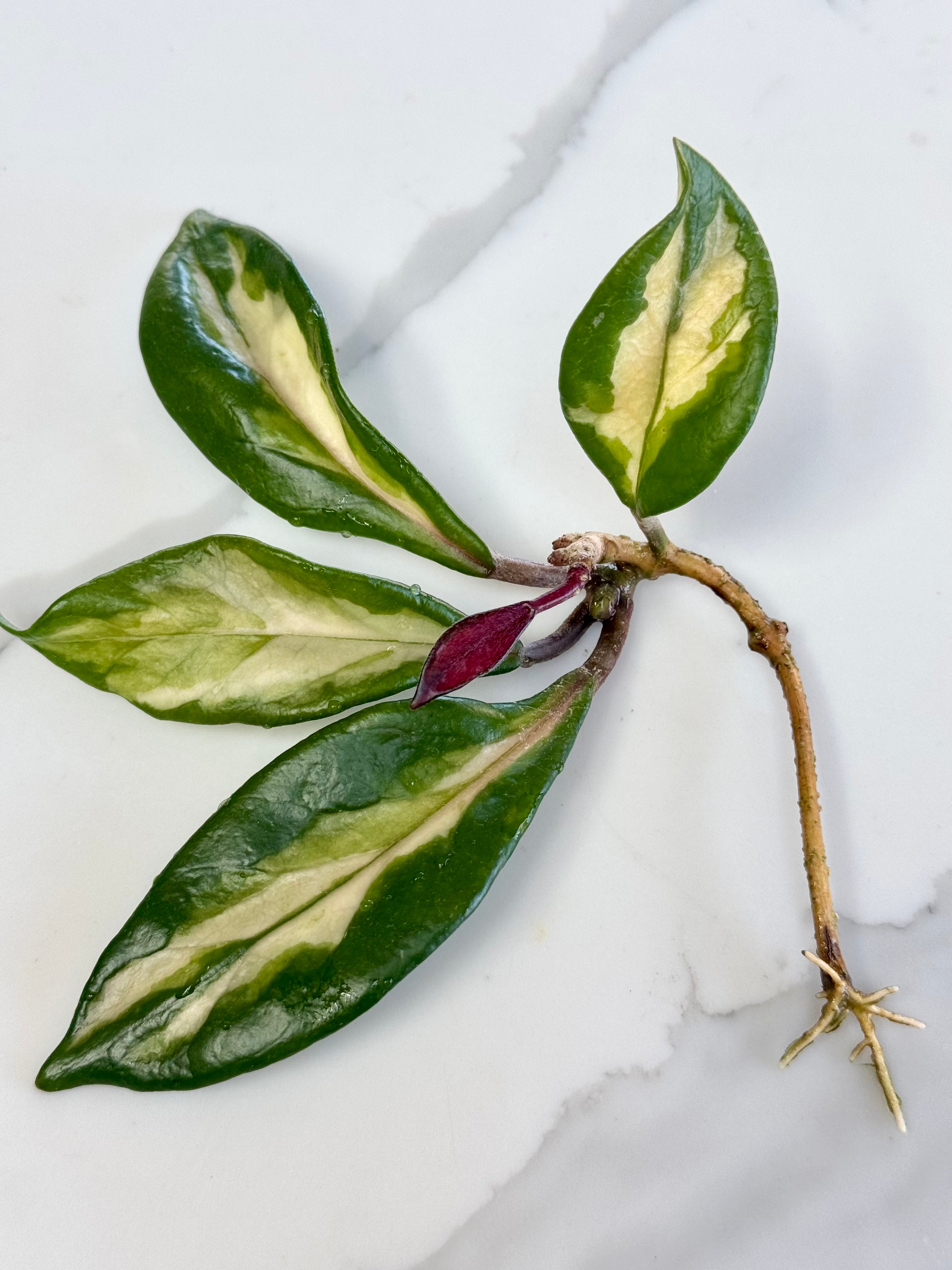 Hoya Carnosa Rubra