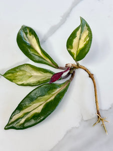 Hoya Carnosa Rubra