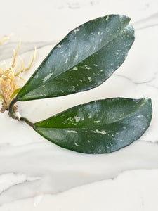 Hoya Pubicalyx Splash