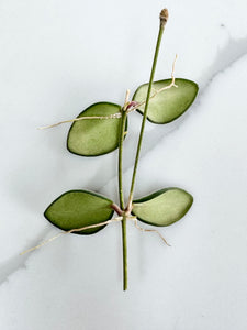 Hoya Sp.Aff. Burtoniae