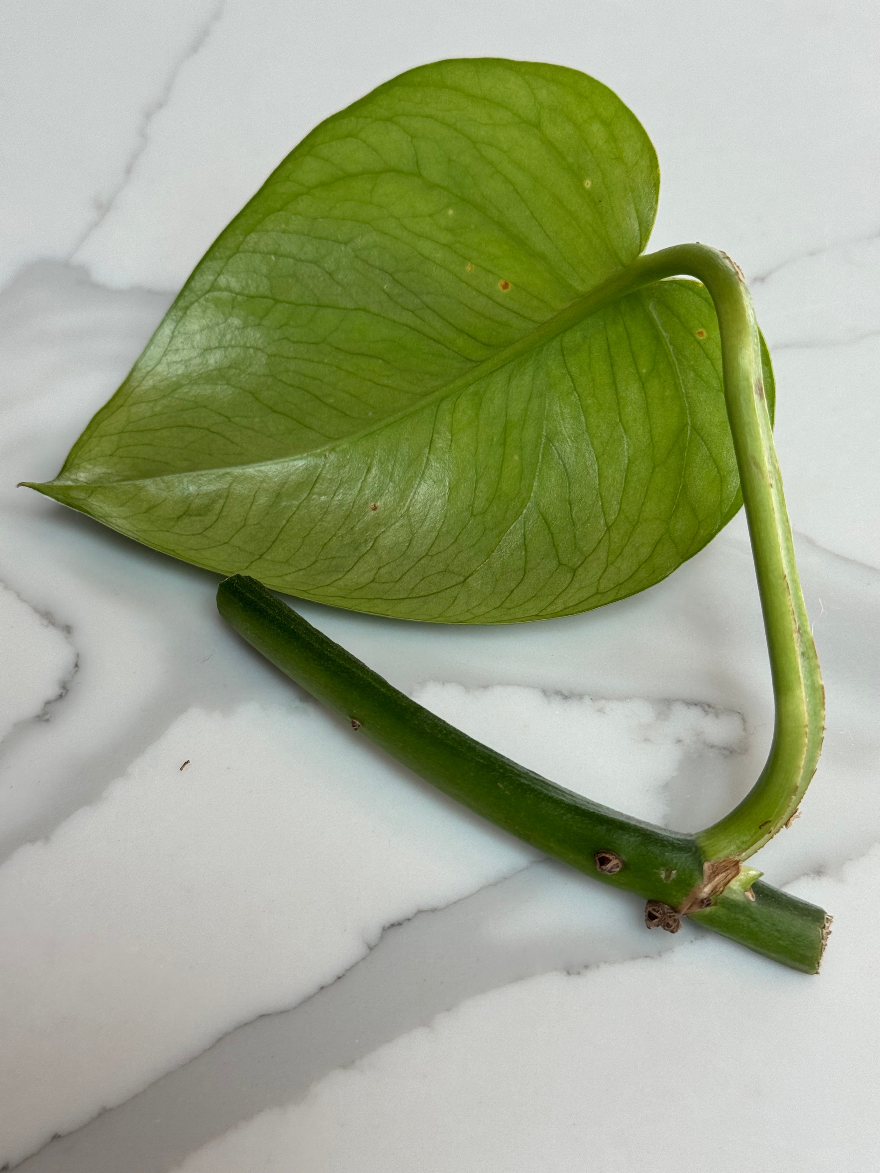 Green Emerald Pothos