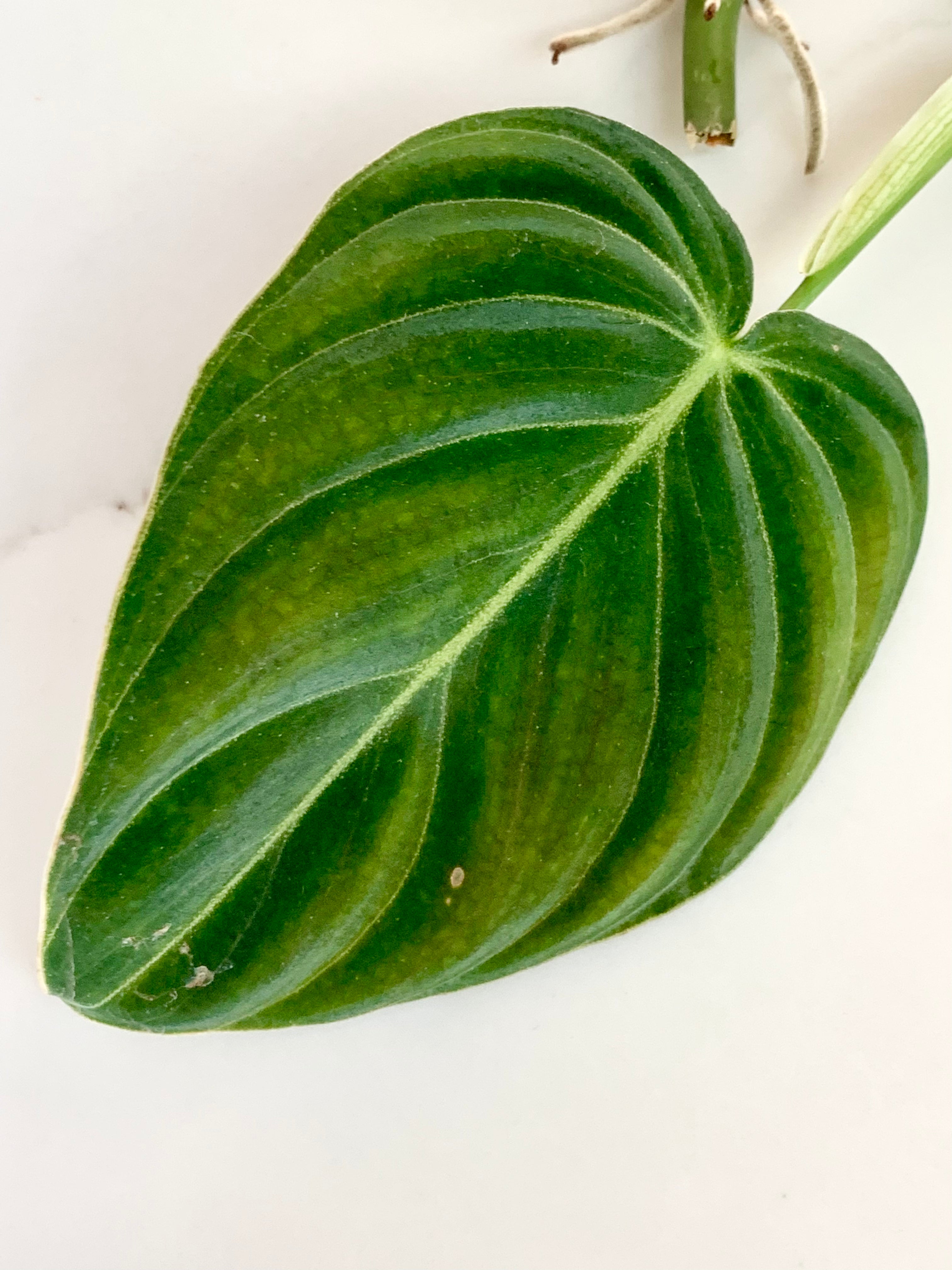 Philodendron Melanochrysum