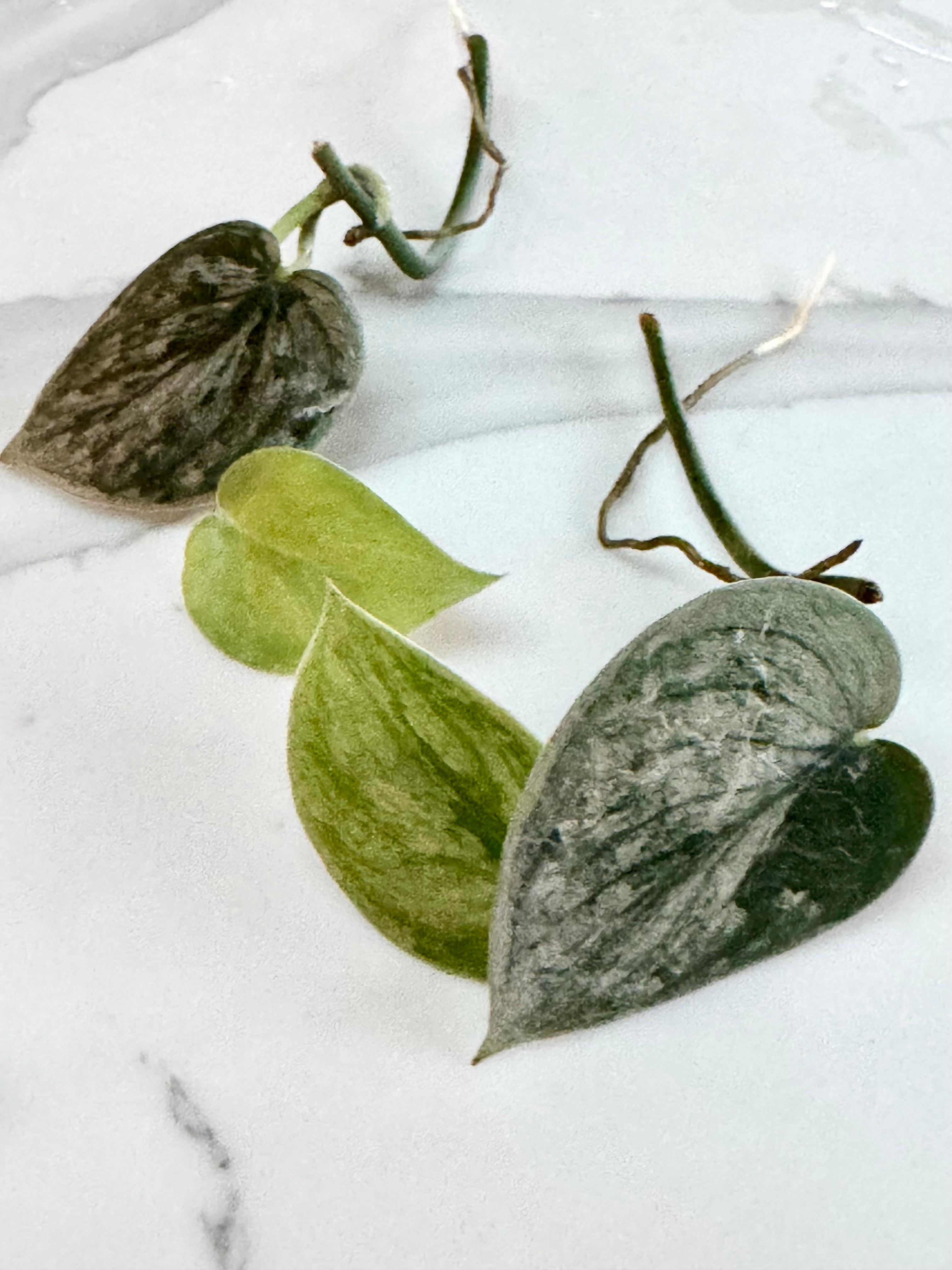 Scindapsus Pictus ‘Silvery Ann’ bundle