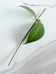 Hoya Nicholsoniae