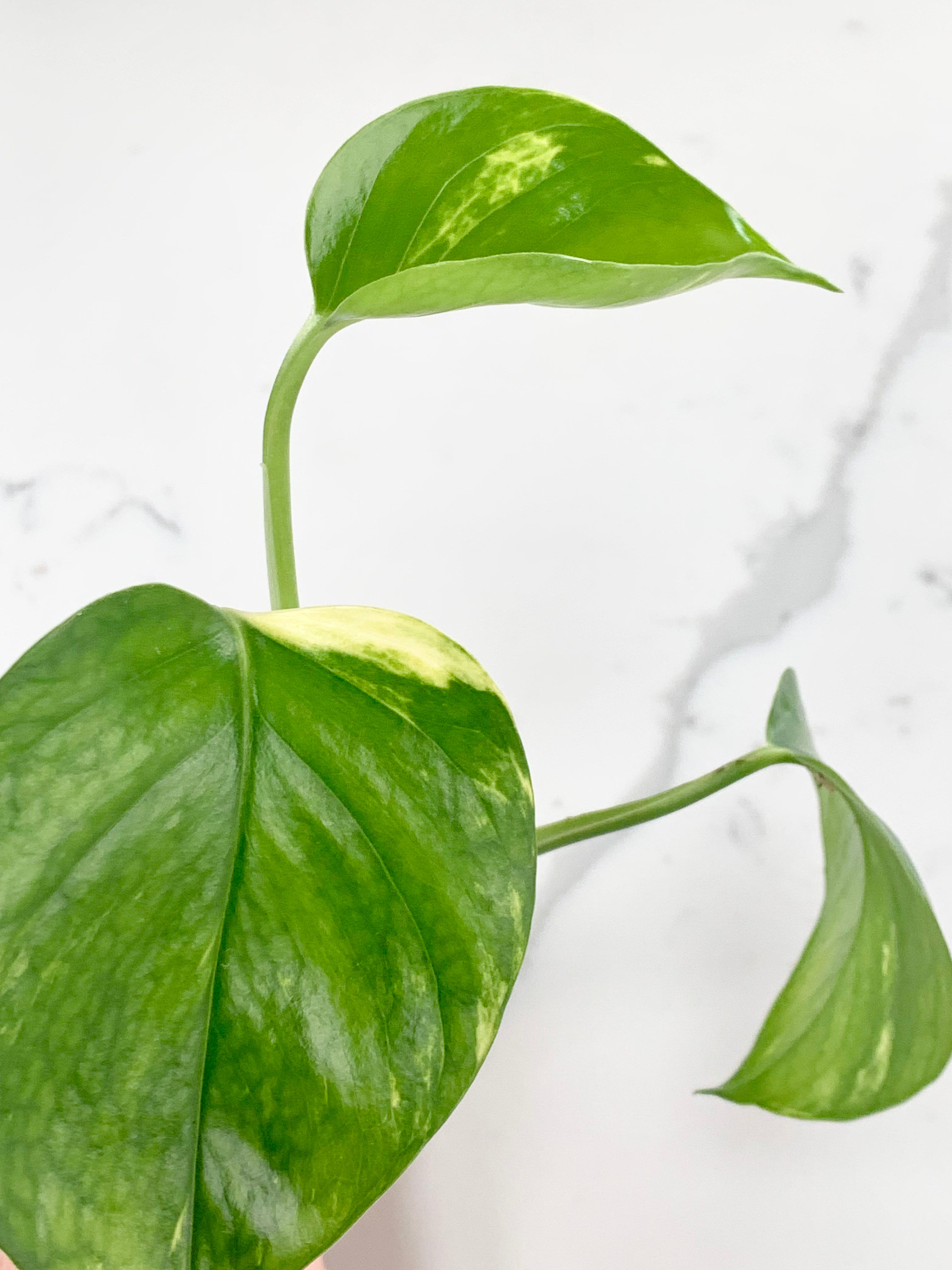 Golden Pothos