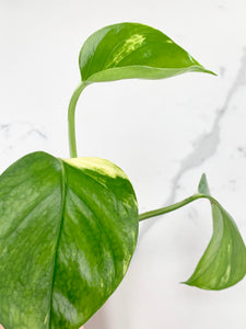 Golden Pothos