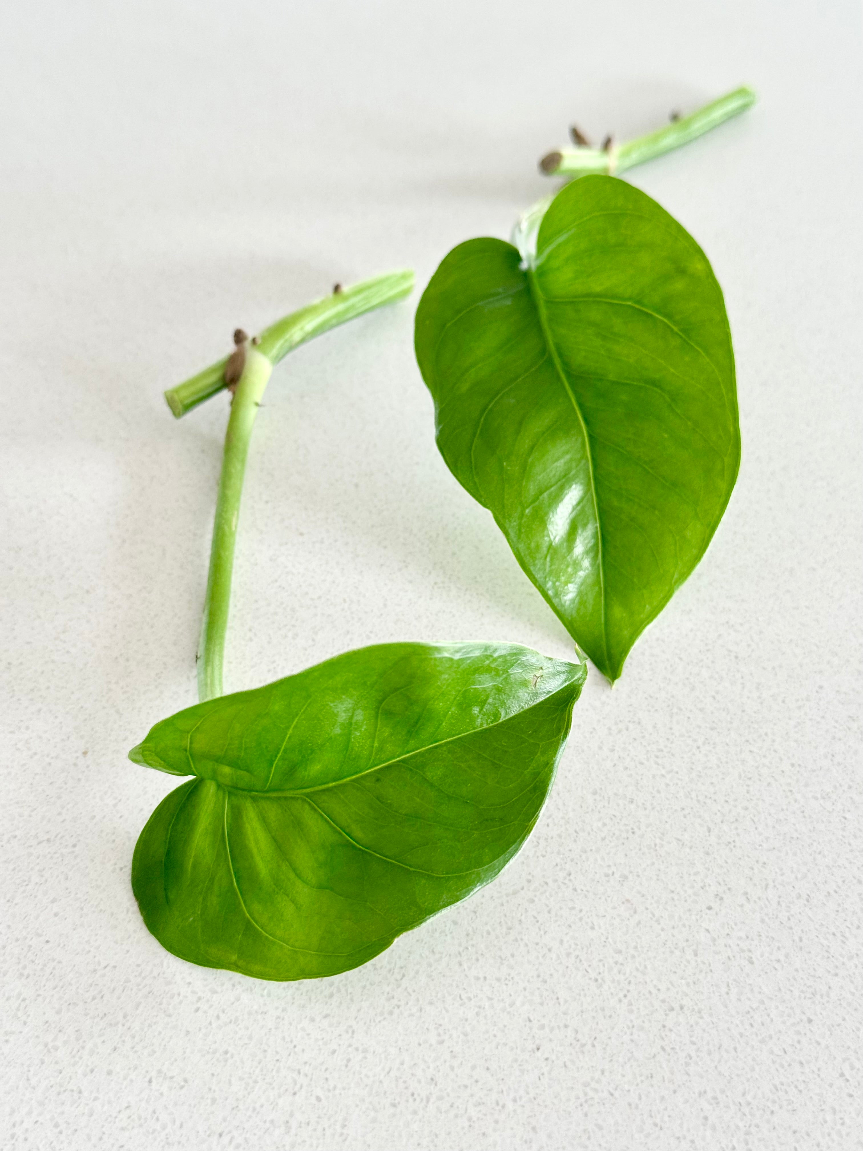 Green Emerald Pothos bundle – The Indoor Oasis NZ