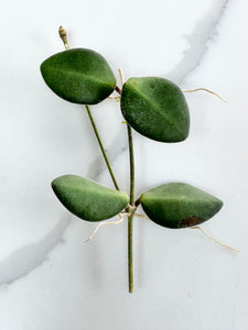 Hoya Sp.Aff. Burtoniae