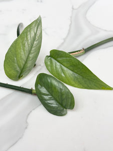 Cebu Blue Pothos bundle