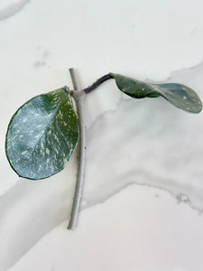 Hoya Obovata Chimera