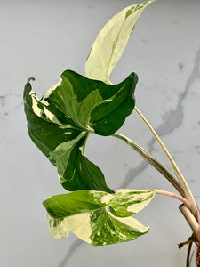 Syngonium Podophyllum - Albo
