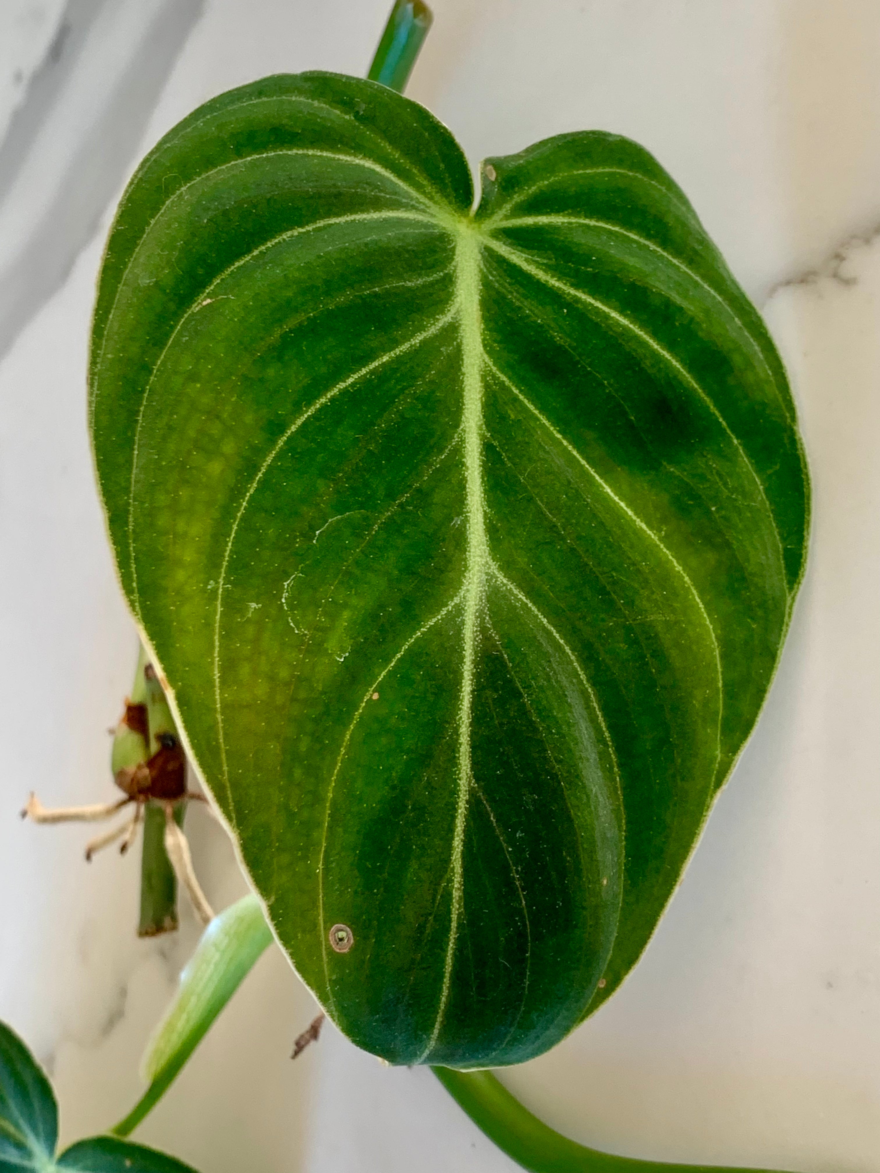 Philodendron Melanochrysum