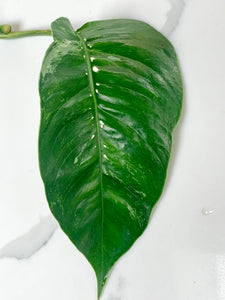 Epipremnum Pinnatum Albo