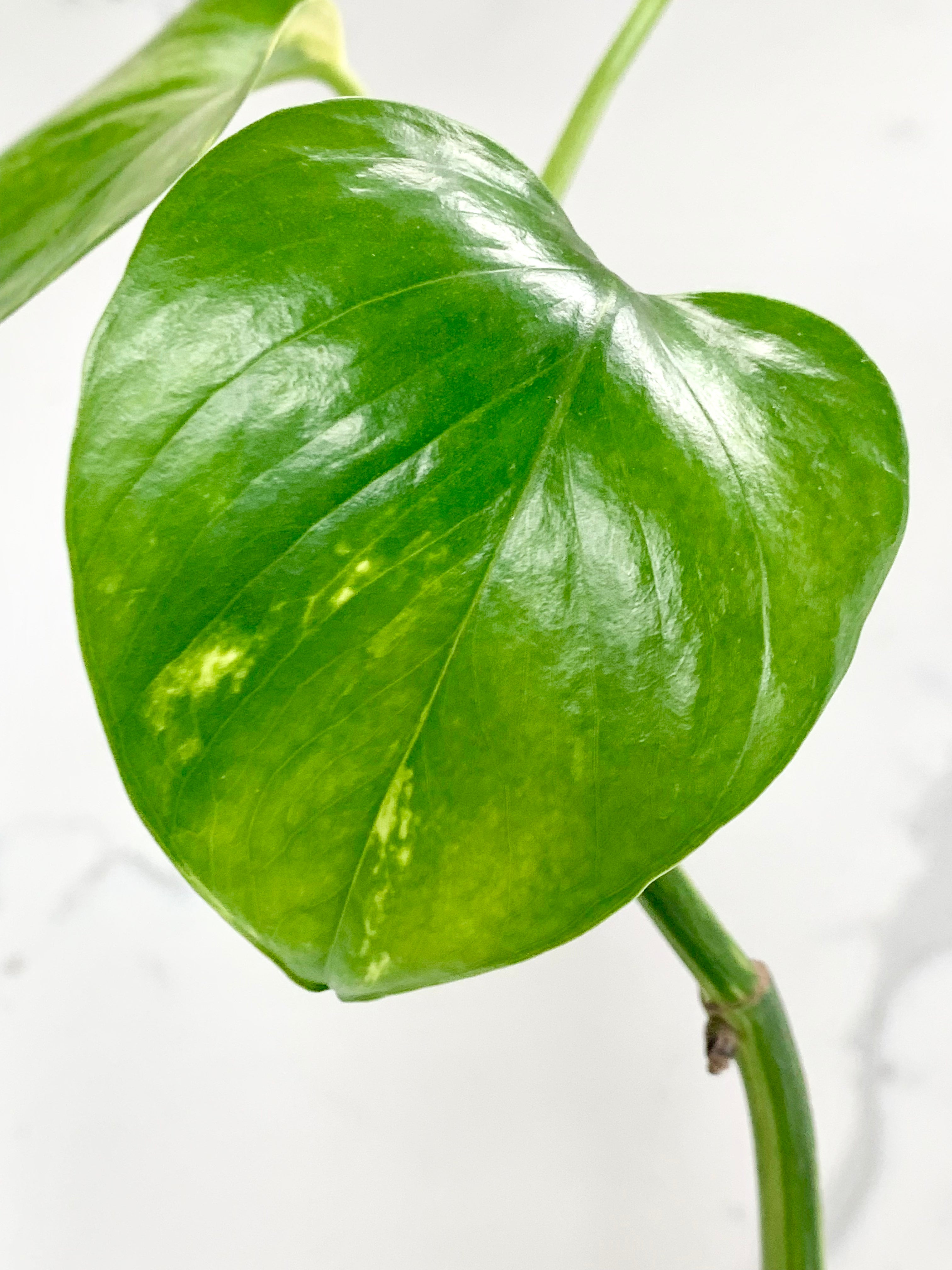 Golden Pothos