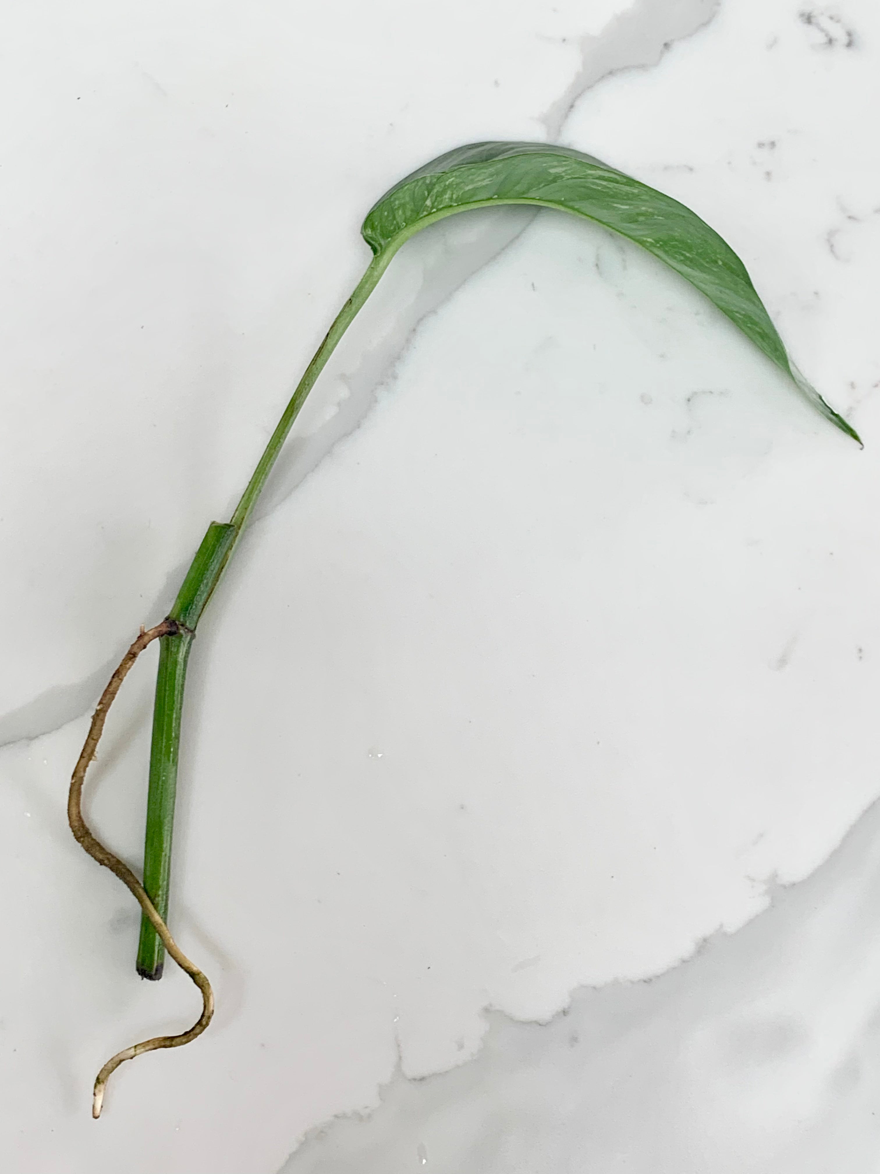 Epipremnum Pinnatum Albo