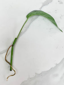 Epipremnum Pinnatum Albo