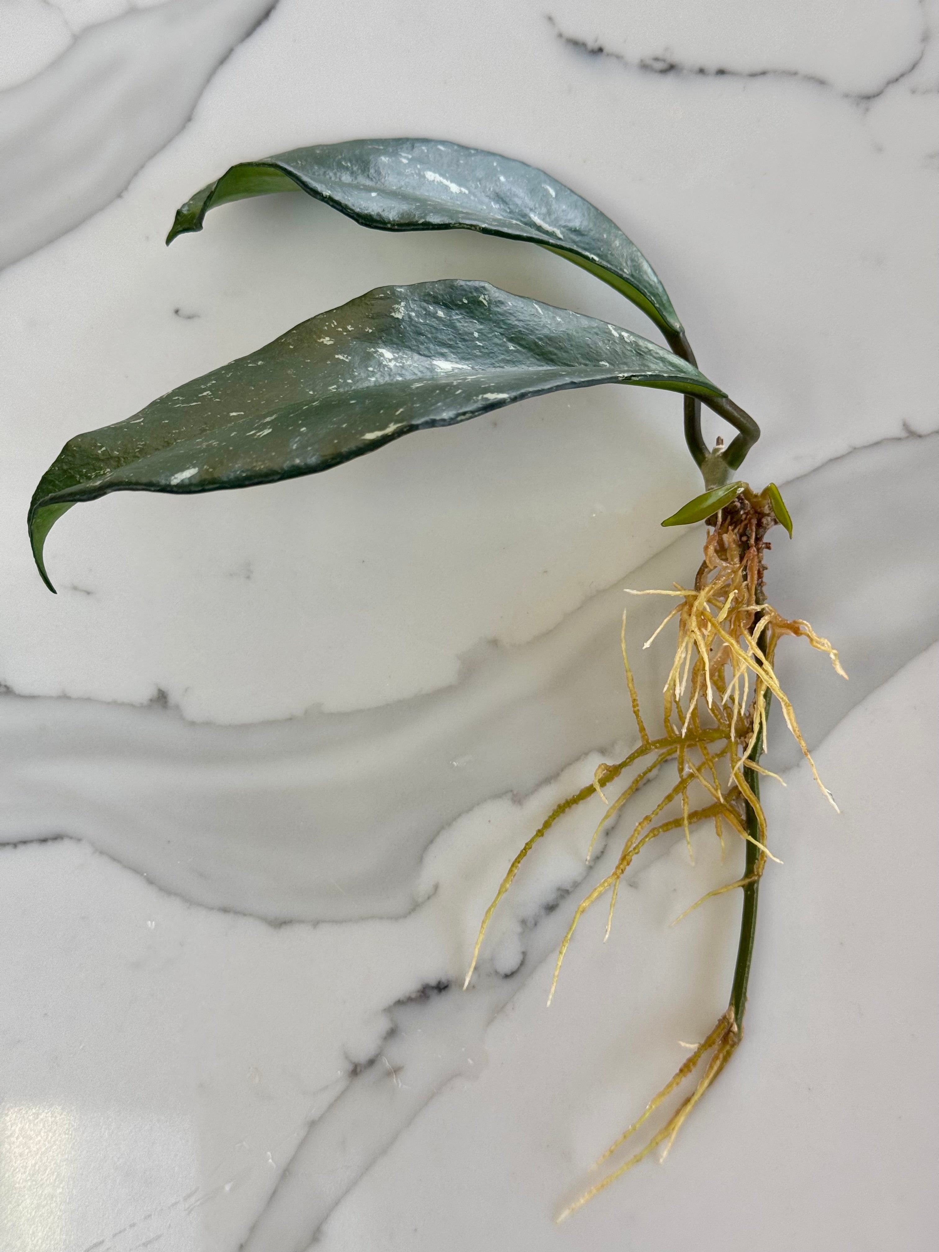 Hoya Pubicalyx Splash