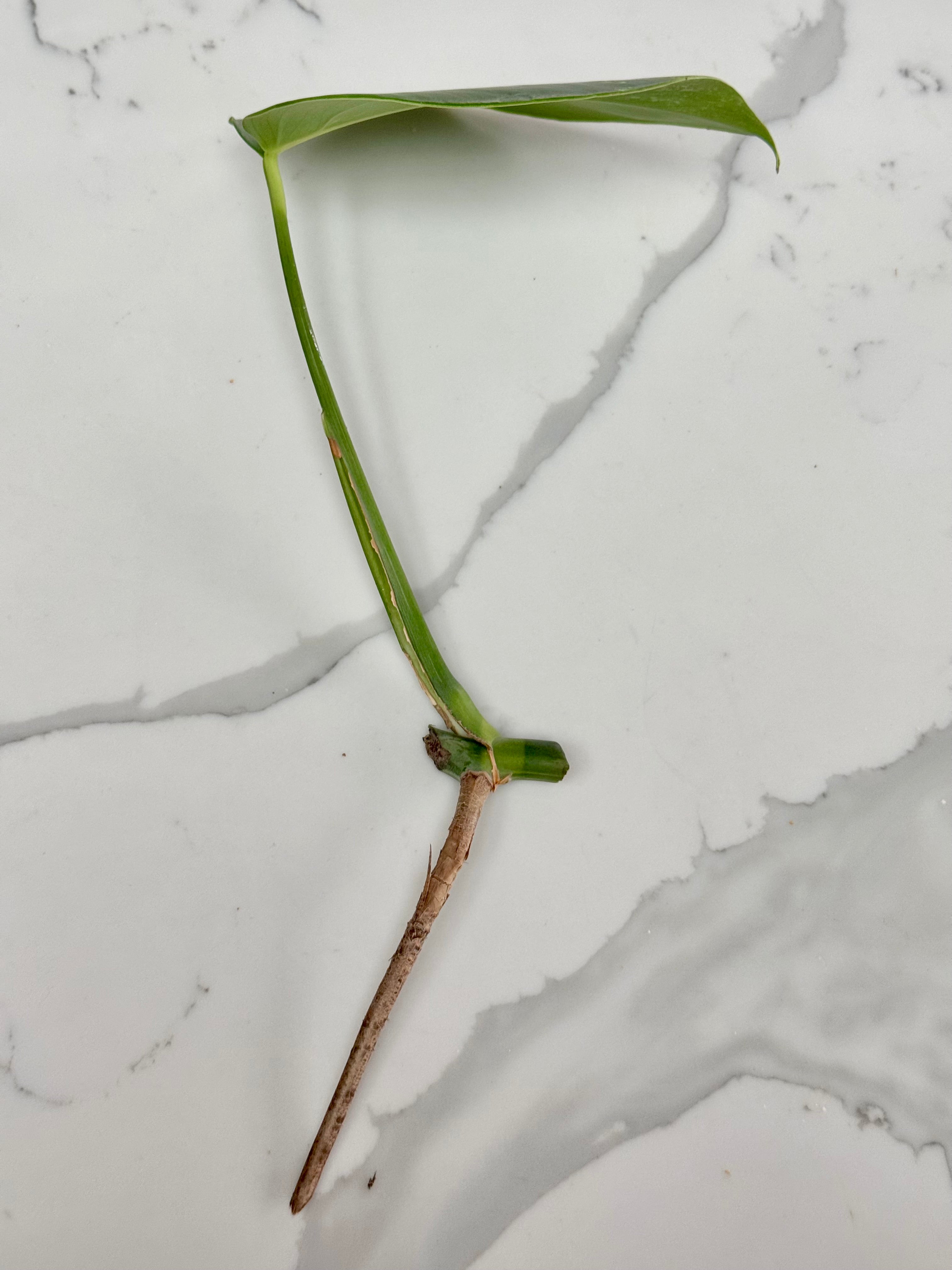 Variegated Monstera Borsigiana Albo
