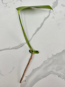 Variegated Monstera Borsigiana Albo