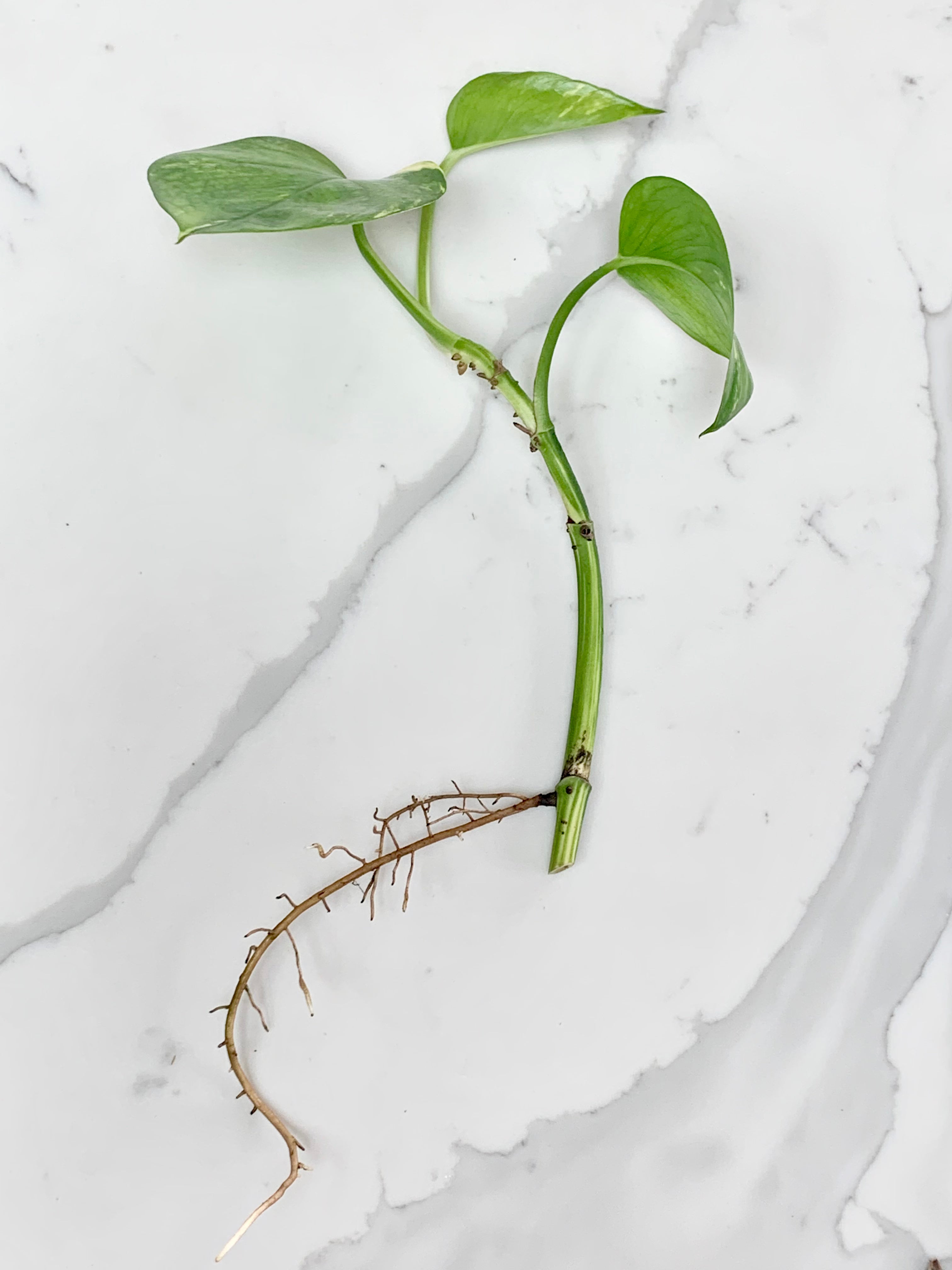 Golden Pothos