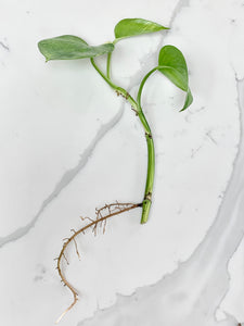 Golden Pothos