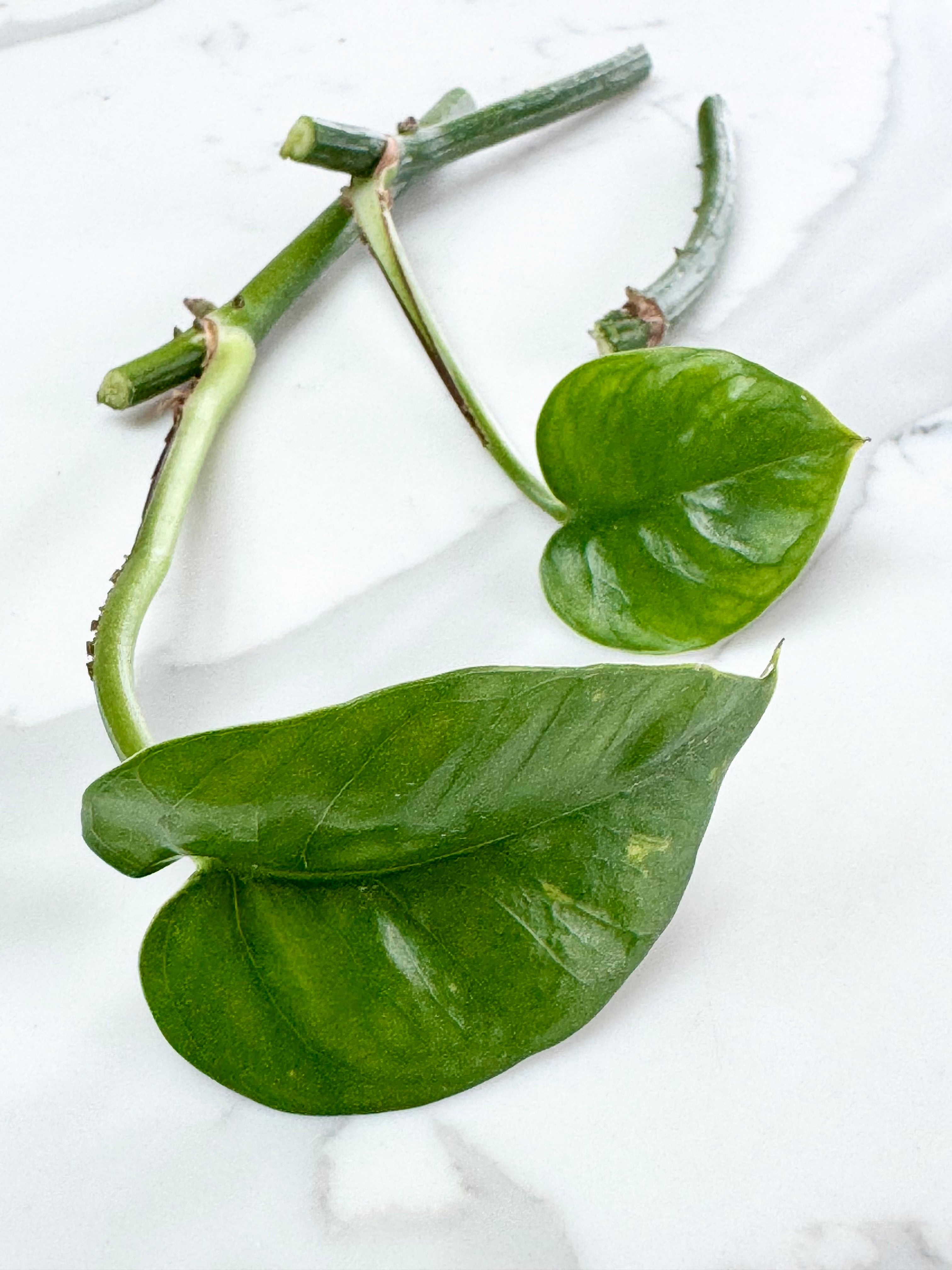 Green Emerald Pothos bundle
