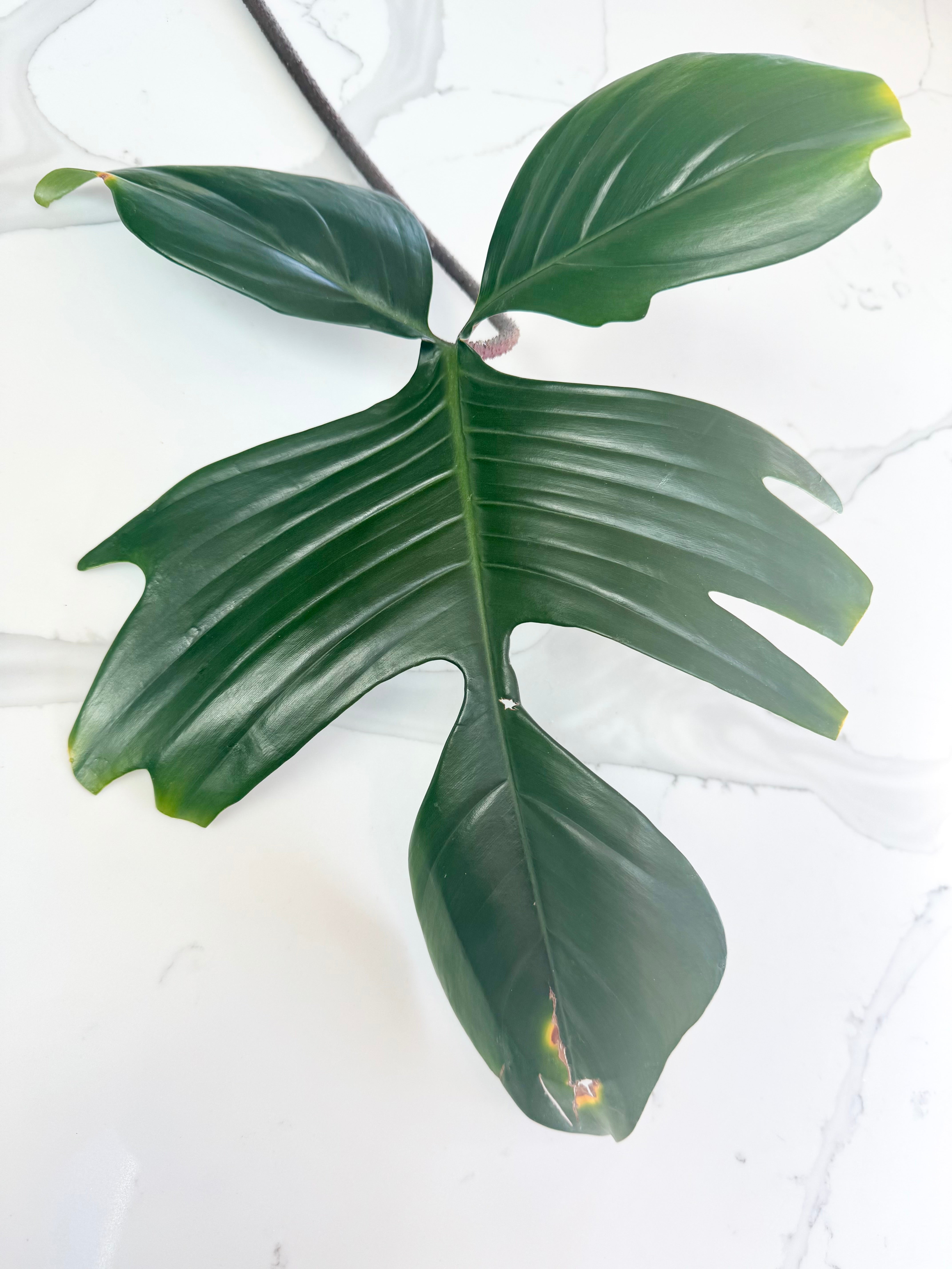 Philodendron Rudolph