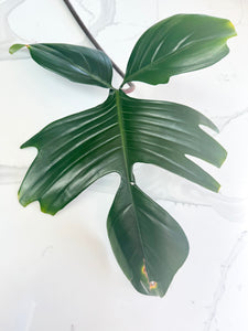 Philodendron Rudolph