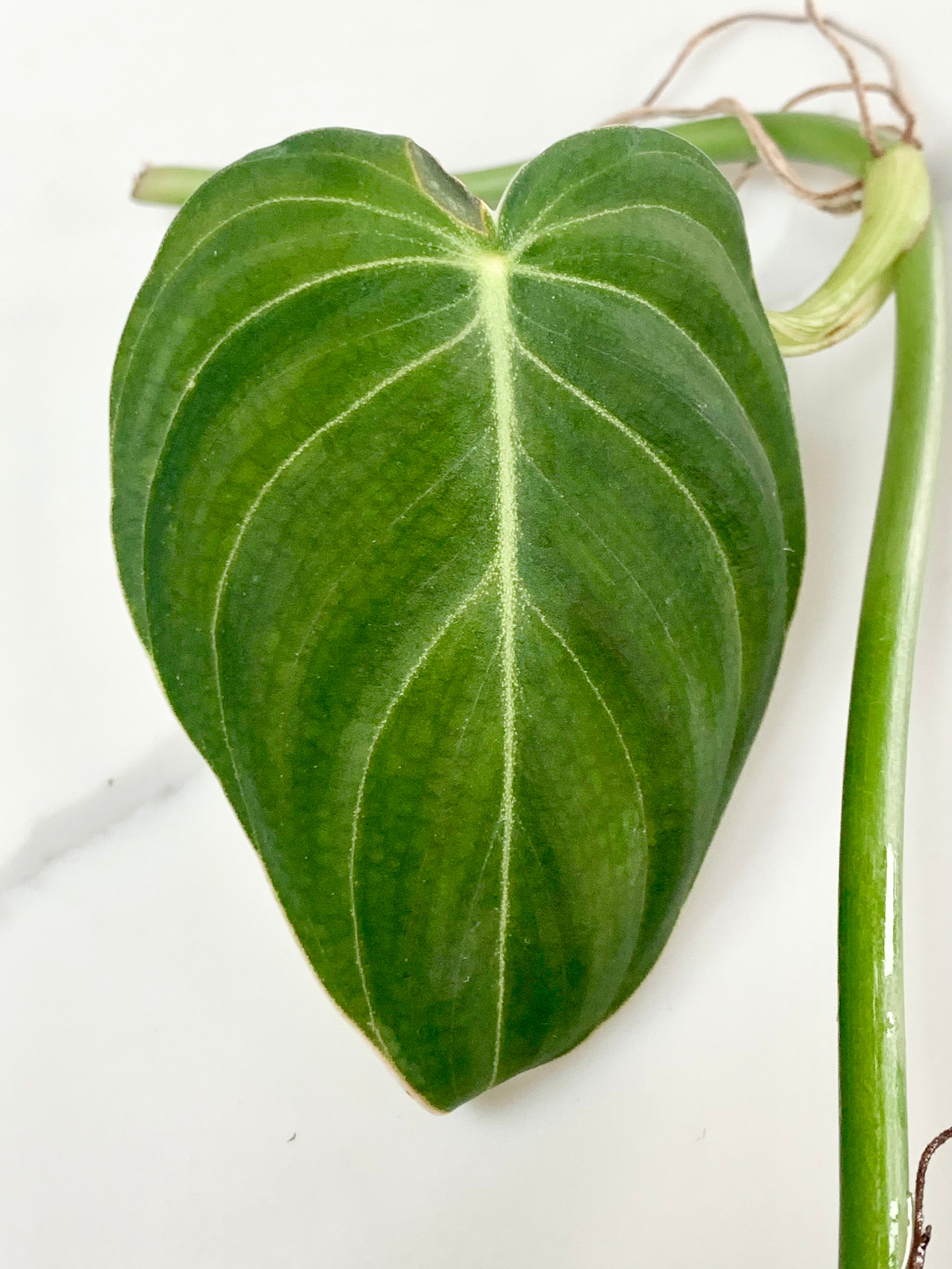 Philodendron Melanochrysum